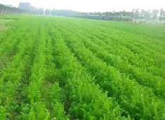 种植基地四